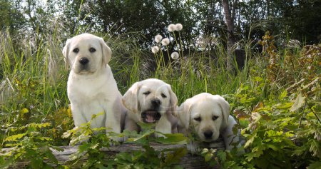 Foto de Amarillo Labrador Retriever, Cachorros en la Vegetación, Normandía en Francia - Imagen libre de derechos