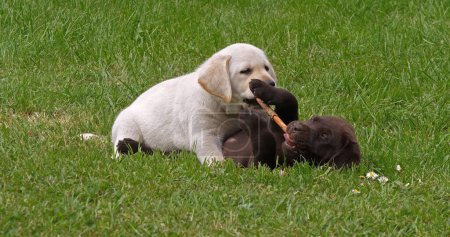 Téléchargez les photos : Yellow Labrador Retriever et Brown Labrador Retriever, Chiots jouant sur la pelouse avec un bâton de bois, Normandie en France - en image libre de droit