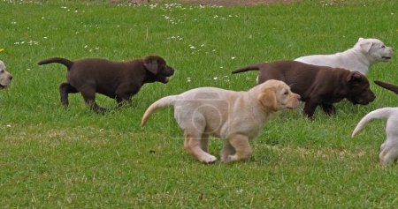 Foto de Yellow Labrador Retriever y Brown Labrador Retriever, Grupo de cachorros jugando en el césped, Normandía en Francia - Imagen libre de derechos