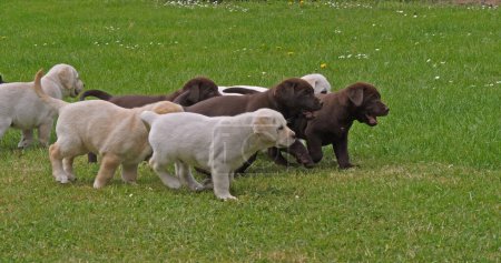 Téléchargez les photos : Yellow Labrador Retriever et Brown Labrador Retriever, Groupe de chiots jouant sur la pelouse, Normandie en France - en image libre de droit