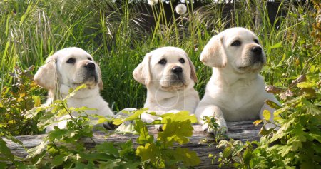 Photo for Yellow Labrador Retriever, Puppies in the Vegetation, Normandy in France - Royalty Free Image