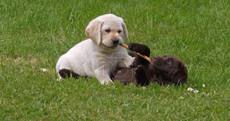 Téléchargez les photos : Yellow Labrador Retriever et Brown Labrador Retriever, Chiots jouant sur la pelouse avec un bâton de bois, Normandie en France - en image libre de droit