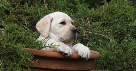 Téléchargez les photos : Yellow Labrador Retriever, Chiot jouant dans un pot de fleurs, Normandie - en image libre de droit