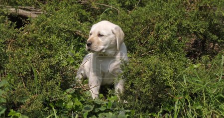 Photo for Yellow Labrador Retriever, Puppy in the Vegetation, Normandy - Royalty Free Image