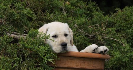 Photo for Yellow Labrador Retriever, Puppy Playing in a Flowerpot, Normandy - Royalty Free Image