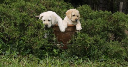 Photo for Yellow Labrador Retriever, Puppies Playing in a Flowerpot, Normandy - Royalty Free Image
