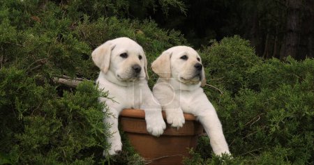 Photo for Yellow Labrador Retriever, Puppies Playing in a Flowerpot, Normandy - Royalty Free Image