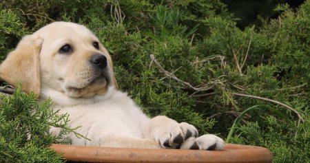 Téléchargez les photos : Yellow Labrador Retriever, Chiot jouant dans un pot de fleurs, Normandie - en image libre de droit