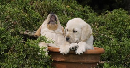 Téléchargez les photos : Yellow Labrador Retriever, Chiots jouant dans un pot de fleurs, Normandie - en image libre de droit