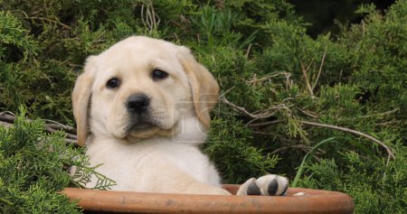 Photo for Yellow Labrador Retriever, Puppy Playing in a Flowerpot, Normandy - Royalty Free Image
