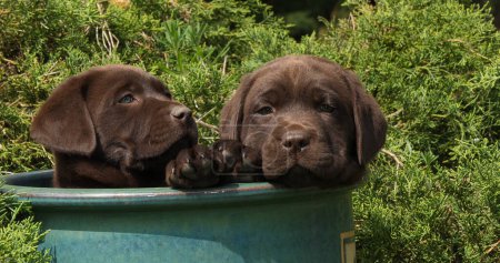 Photo for Brown Labrador Retriever, Puppies Playing in a Flowerpot, Normandy - Royalty Free Image