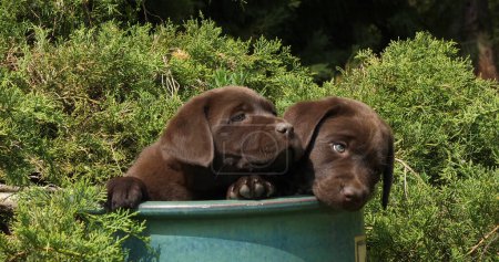 Photo for Brown Labrador Retriever, Puppies Playing in a Flowerpot, Normandy - Royalty Free Image