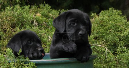 Foto de Black Labrador Retriever, Cachorros jugando en una maceta, Normandía - Imagen libre de derechos