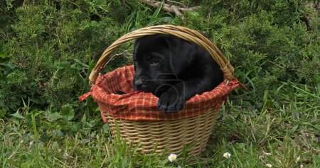 Téléchargez les photos : Black Labrador Retriever, Chiot jouant dans un panier, Normandie - en image libre de droit
