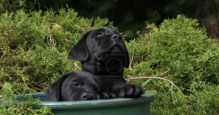 Photo for Black Labrador Retriever, Puppies Playing in a Flowerpot, Normandy - Royalty Free Image