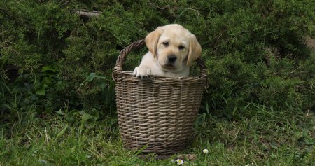 Photo for Yellow Labrador Retriever, Puppy Playing in a Basket, Normandy - Royalty Free Image