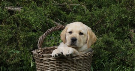 Téléchargez les photos : Yellow Labrador Retriever, Chiot jouant dans un panier, Normandie - en image libre de droit
