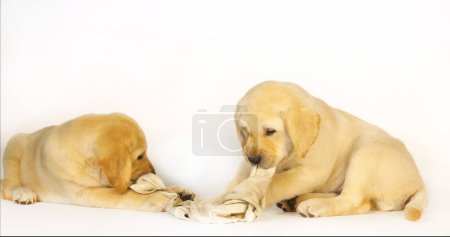 Téléchargez les photos : Yellow Labrador Retriever, Chiots jouant avec une serviette de vaisselle sur fond blanc, Normandie - en image libre de droit