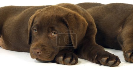Photo for Brown Labrador Retriever, Puppies on White Background, Sleeping, Normandy - Royalty Free Image