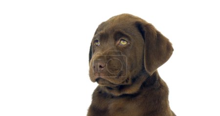 Téléchargez les photos : Brown Labrador Retriever, Portrait de chiot sur fond blanc, Normandie - en image libre de droit