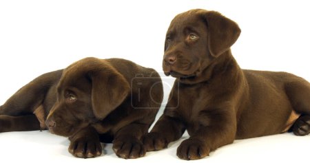 Photo for Brown Labrador Retriever, Puppies on White Background, Normandy - Royalty Free Image