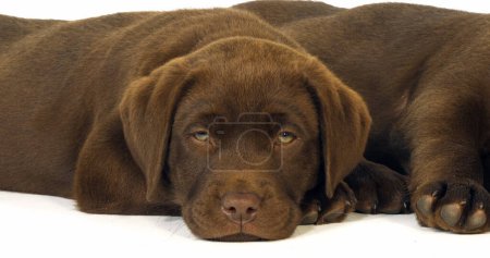 Photo for Brown Labrador Retriever, Puppies on White Background, Sleeping, Normandy - Royalty Free Image