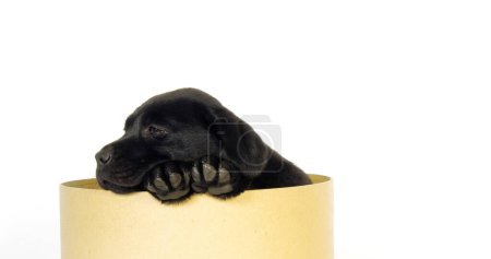 Téléchargez les photos : Black Labrador Retriever, Chiot debout dans une boîte sur fond blanc, Normandie - en image libre de droit