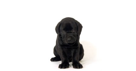 Photo for Black Labrador Retriever, Puppy on White Background, Normandy - Royalty Free Image