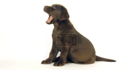 Téléchargez les photos : Brown Labrador Retriever, Chiot sur fond blanc, Normandie - en image libre de droit