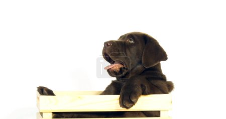 Photo for Brown Labrador Retriever, Puppy standing in a Box on White Background, Normandy - Royalty Free Image