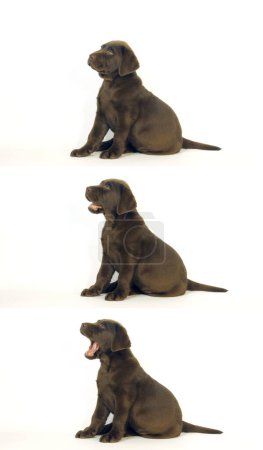 Photo for Brown Labrador Retriever, Puppy on White Background, Normandy - Royalty Free Image