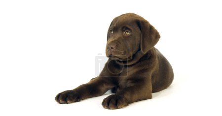 Photo for Brown Labrador Retriever, Puppy on White Background, Normandy - Royalty Free Image