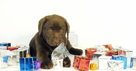 Téléchargez les photos : Brown Labrador Retriever, Chiot et Cadeaux sur fond blanc, Normandie - en image libre de droit