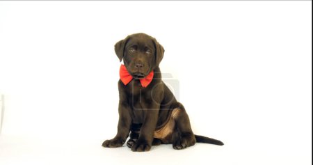 Photo for Brown Labrador Retriever, Puppy wearing a Bow Tie on White Background - Royalty Free Image