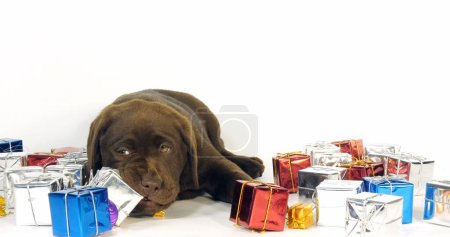 Photo for Brown Labrador Retriever, Puppy and Gifts on White Background, Normandy - Royalty Free Image