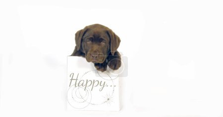Téléchargez les photos : Brown Labrador Retriever, Chiot debout dans une boîte cadeau sur fond blanc, Normandie - en image libre de droit