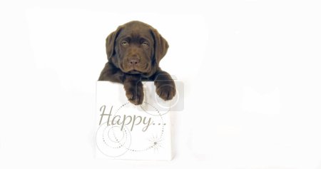 Foto de Brown Labrador Retriever, cachorro de pie en una caja de regalo sobre fondo blanco, Normandía - Imagen libre de derechos