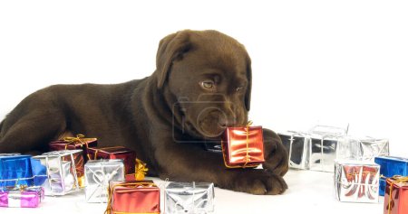 Téléchargez les photos : Brown Labrador Retriever, Chiot et Cadeaux sur fond blanc, Normandie - en image libre de droit