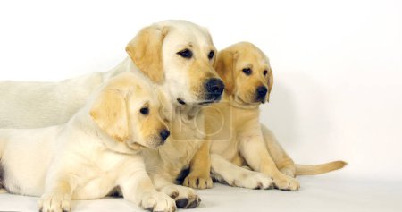 Photo for Yellow Labrador Retriever, Bitch and Puppies on White Background, Normandy - Royalty Free Image