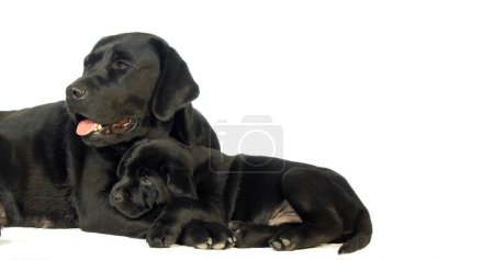 Téléchargez les photos : Black Labrador Retriever, Bitch and Puppy on White Background, Normandy - en image libre de droit