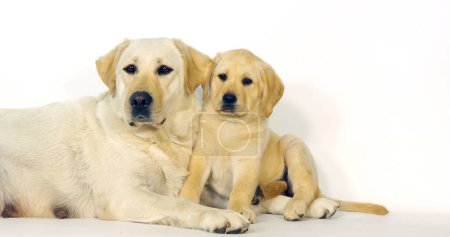 Photo for Yellow Labrador Retriever, Bitch and Puppy on White Background, Normandy - Royalty Free Image