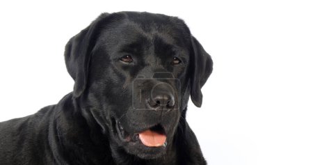 Photo for Black Labrador Retriever, Portrait of Bitch on White Background, Normandy - Royalty Free Image