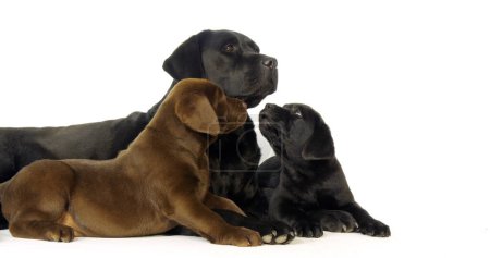 Téléchargez les photos : Brown and black Labrador Retriever, Bitch and Puppies on White Background, Normandy - en image libre de droit
