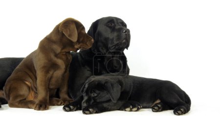 Photo for Brown and black Labrador Retriever, Bitch and Puppies on White Background, Normandy - Royalty Free Image