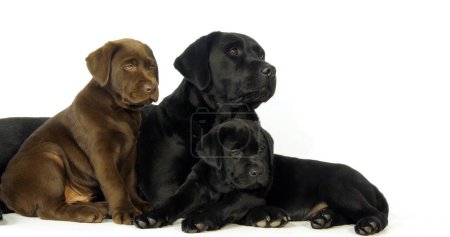 Photo for Brown and black Labrador Retriever, Bitch and Puppies on White Background, Normandy - Royalty Free Image