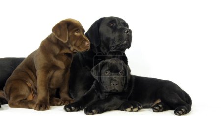 Foto de Brown and black Labrador Retriever, Bitch and Puppies on White Background, Normandy - Imagen libre de derechos