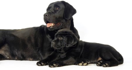 Photo for Black Labrador Retriever, Bitch and Puppy on White Background, Normandy - Royalty Free Image