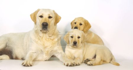 Foto de Yellow Labrador Retriever, Bitch and Puppies on White Background, Normandy - Imagen libre de derechos