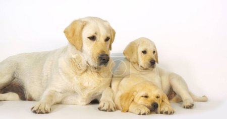 Photo for Yellow Labrador Retriever, Bitch and Puppies on White Background, Normandy - Royalty Free Image