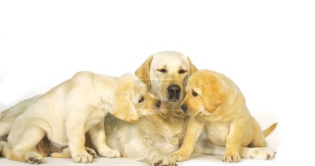 Téléchargez les photos : Yellow Labrador Retriever, Bitch and Puppies on White Background, Normandy - en image libre de droit